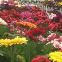 SUMINISTRO DE PLANTA